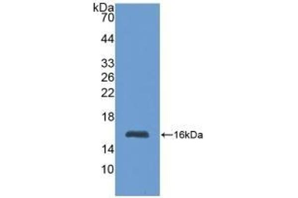 MT1 antibody  (AA 1-61)