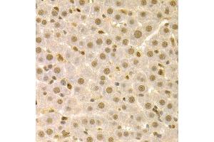 Immunohistochemistry of paraffin-embedded rat liver using SFN Antibody. (14-3-3 sigma/SFN antibody  (AA 1-248))