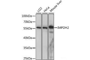 Western blot analysis of extracts of various cell lines using IMPDH2 Polyclonal Antibody at dilution of 1:1000. (IMPDH2 antibody)