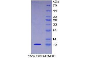 SDS-PAGE (SDS) image for Protein Kinase (CAMP-Dependent, Catalytic) Inhibitor alpha (PKIA) (AA 13-71) protein (His tag) (ABIN1877235) (PKIA Protein (AA 13-71) (His tag))