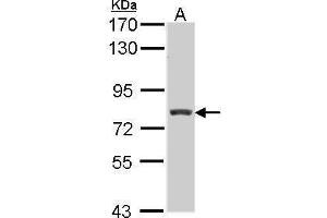 WB Image Sample (30 ug of whole cell lysate) A: Hep G2 , 7. (RFX3 antibody  (Internal Region))