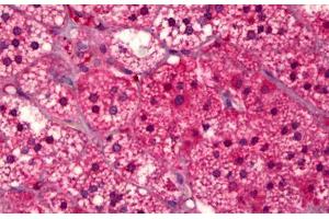 Anti-GPR91 antibody IHC staining of human adrenal cortex. (SUCNR1 antibody  (AA 100-149))