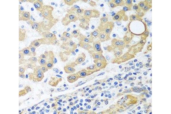 GLUD1 antibody