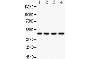 Observed bind size: 47KD (AAMP antibody  (AA 235-434))