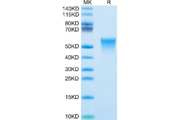 TNFRSF4 Protein (AA 20-211) (His-Avi Tag)