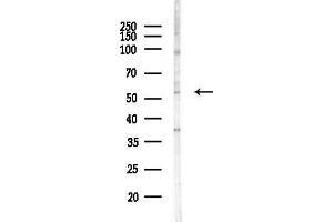 Western blot analysis of lysates from HepG2 cells(heat-shock,45 min treatment), using DCTN4 Antibody at 1/1000 dilution.