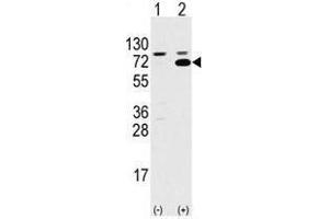 Image no. 2 for anti-SWAP Switching B-Cell Complex 70kDa Subunit (SWAP70) (Middle Region) antibody (ABIN356932) (SWAP70 antibody  (Middle Region))