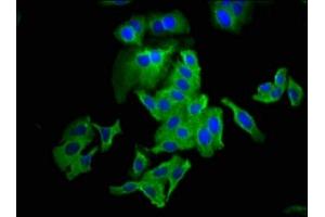 Immunofluorescence staining of HepG2 cells with ABIN7147911 at 1:133, counter-stained with DAPI. (Claudin 6 antibody  (AA 182-220))