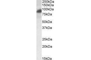 AP23769PU-N RAB11FIP1 antibody staining of HeLa lysate at 0.