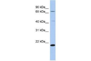 WB Suggested Anti-AMD1 Antibody Titration: 0. (AMD1 antibody  (N-Term))