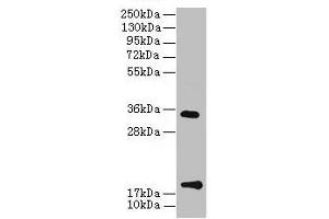 Western Blot All lanes: TMEM91 antibody at 16 μg/mL + A549 whole cell lysate Secondary Goat polyclonal to rabbit IgG at 1/10000 dilution Predicted band size: 19, 16, 14, 15 kDa Observed band size: 19, 34 kDa (TMEM91 antibody  (AA 1-97))