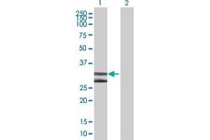 Western Blot analysis of DNALI1 expression in transfected 293T cell line by DNALI1 MaxPab polyclonal antibody.