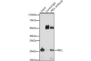 Immunoprecipitation analysis of 25 μg extracts of Mouse liver cells using 3 μg PID1 antibody (ABIN6133302, ABIN6145610, ABIN6145611 and ABIN6217139). (PID1 antibody  (AA 124-248))