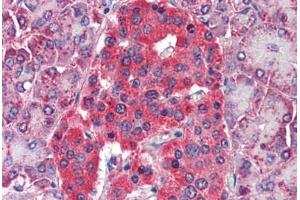 Human Pancreas (formalin-fixed, paraffin-embedded) stained with GLUD1 antibody ABIN790324 at 5 ug/ml followed by biotinylated goat anti-rabbit IgG secondary antibody ABIN481713, alkaline phosphatase-streptavidin and chromogen. (GLUD1 antibody)