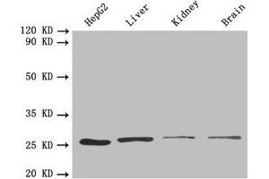 Western blot All lanes: PSMA7 antibody at 1. (PSMA7 antibody  (AA 5-232))