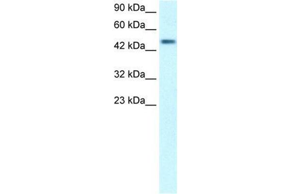 CREBRF antibody  (Middle Region)