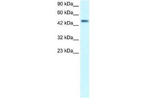 CREBRF antibody  (Middle Region)