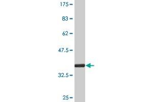 Western Blot detection against Immunogen (35. (SUB1 antibody  (AA 32-124))