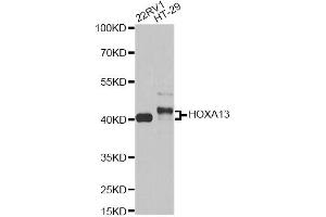 Western blot analysis of extracts of various cell lines, using HOXA13 antibody (ABIN6290491) at 1:1000 dilution. (HOXA13 antibody)