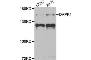 Western blot analysis of extracts of U937 and 293T cell lines, using DAPK1 antibody.