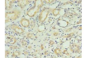 Immunohistochemistry of paraffin-embedded human kidney tissue using ABIN7151168 at dilution of 1:100 (RNF183 antibody  (AA 1-161))