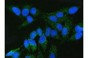 IF analysis of FMRP/FMR1 using anti-FMRP/FMR1 antibody (ABIN3042398). (FMR1 antibody  (N-Term))