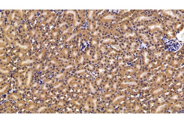 PLA2G2D antibody  (AA 21-144)