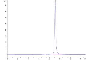 The purity of Cynomolgus IL-22R alpha 1 is greater than 95 % as determined by SEC-HPLC. (IL22 Receptor alpha 1 Protein (AA 18-225) (His tag))