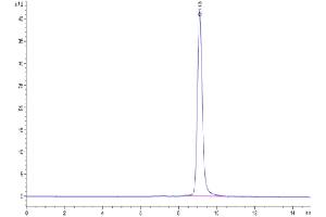 The purity of Cynomolgus IL-22R alpha 1 is greater than 95 % as determined by SEC-HPLC. (IL22 Receptor alpha 1 Protein (AA 18-225) (His tag))