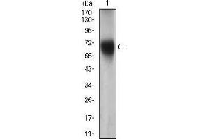 Western blot analysis using FUT4 mouse mAb against Jurkat cell lysate. (CD15 antibody  (AA 199-302))