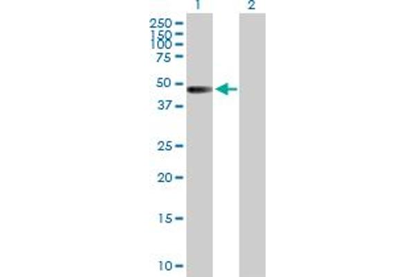 Zinc Finger and SCAN Domain Containing 9 (ZSCAN9) (AA 1-394) antibody