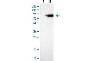 Western blot analysis of Lane 1: Negative control (vector only transfected HEK293T lysate) Lane 2: Over-expression lysate (Co-expressed with a C-terminal myc-DDK tag (~3. (NSF antibody)
