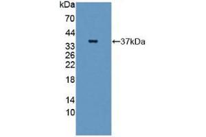 Figure. (GBP4 antibody  (AA 1-292))