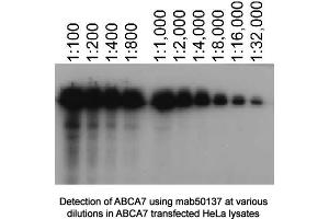 Image no. 1 for anti-ATP-Binding Cassette, Sub-Family A (ABC1), Member 7 (ABCA7) antibody (ABIN363291) (ABCA7 antibody)