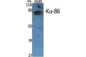 Western Blot (WB) analysis of specific cells using Ku-86 Polyclonal Antibody. (Ku-86 (Internal Region) antibody)