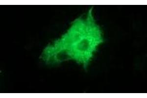 Anti-ZFP36 mouse monoclonal antibody (ABIN2454206) immunofluorescent staining of COS7 cells transiently transfected by pCMV6-ENTRY ZFP36 (RC202049). (ZFP36 antibody)