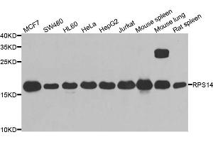 Western blot analysis of extracts of various cell lines, using RPS14 antibody (ABIN5974066) at 1/1000 dilution. (RPS14 antibody)