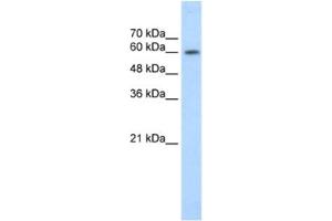 Western Blotting (WB) image for anti-Early B-Cell Factor 2 (EBF2) antibody (ABIN2461266) (EBF2 antibody)