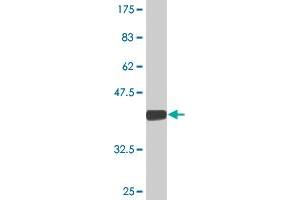 SV2C antibody  (AA 2-101)