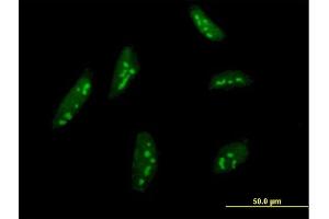 Immunofluorescence (IF) image for anti-BMP2 Inducible Kinase (BMP2K) (AA 540-650) antibody (ABIN949460)