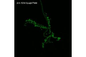 Immunofluorescence (IF) image for anti-tdTomato Fluorescent Protein (tdTomato) antibody (DyLight 488) (ABIN7273112) (tdTomato antibody  (DyLight 488))