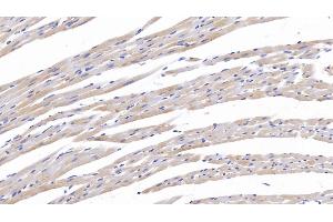 TNC antibody  (AA 513-621)