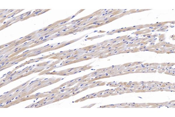 TNC antibody  (AA 513-621)