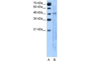 WB Suggested Anti-SLC25A46  Antibody Titration: 5. (SLC25A46 antibody  (N-Term))