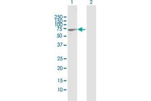 Western Blot analysis of CSTF2T expression in transfected 293T cell line by CSTF2T MaxPab polyclonal antibody.