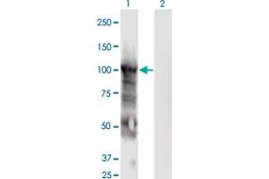 Western Blot analysis of MCM6 expression in transfected 293T cell line by MCM6 monoclonal antibody (M04), clone 7D8. (MCM6 antibody  (AA 1-821))