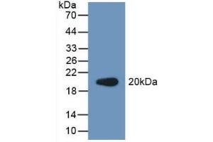 Detection of Recombinant PCPE2, Human using Polyclonal Antibody to Procollagen C Proteinase Enhancer 2 (PCPE2) (PCOLCE2 antibody  (AA 297-415))