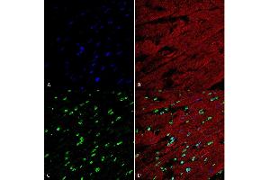 Immunohistochemistry analysis using Mouse Anti-Methylglyoxal Monoclonal Antibody, Clone 9E7 (ABIN5067394). (Methylglyoxal (MG) antibody (PerCP))