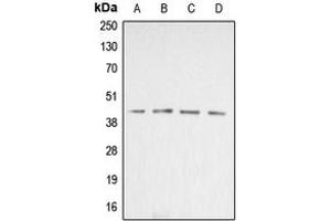 Western blot analysis of Beta-actin expression in Jurkat (A), HeLa (B), NIH3T3 (C), rat liver (D) whole cell lysates. (beta Actin antibody  (N-Term))