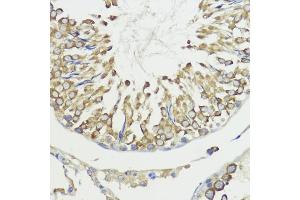 Immunohistochemistry of paraffin-embedded rat testis using H antibody (ABIN7267593) at dilution of 1:100 (40x lens).